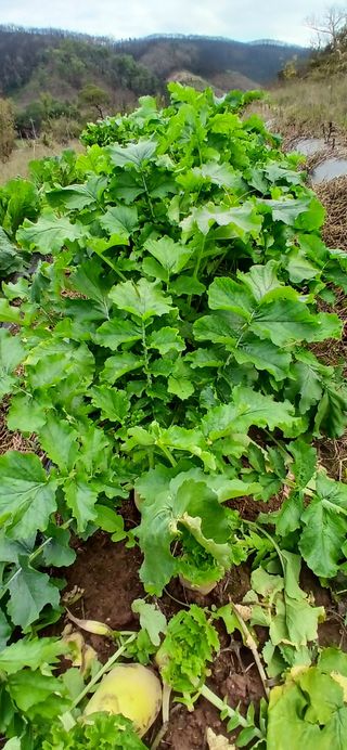 정연섭님의 기타작물 · 영농일지 작성글 사진