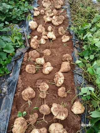화우농원님의 감자 · 영농일지 작성글 사진