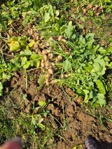 팜모닝 기타작물·영농일지 게시글 이미지