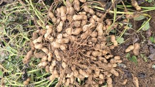 전영순님의 기타작물 · 영농일지 작성글 사진