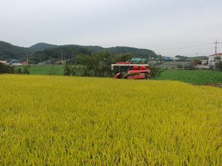 오이8898황산면님의 벼 · 영농일지 작성글 사진