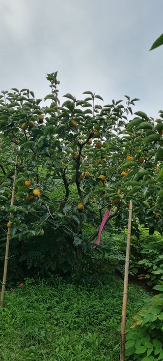 감자16674님의 기타작물 · 영농일지 작성글 사진