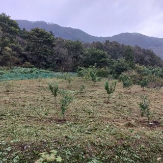 김건우님의 기타작물 · 영농일지 작성글 사진