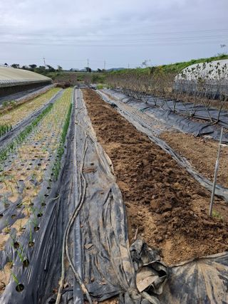 마늘14470님의 기타작물 · 영농일지 작성글 사진