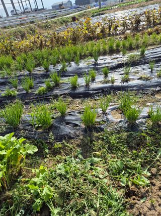 참깨10143님의 기타작물 · 영농일지 작성글 사진