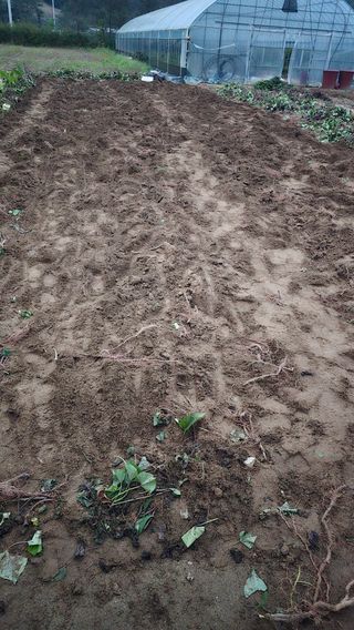 전영순님의 고구마 · 영농일지 작성글 사진