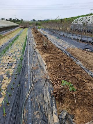 마늘14470님의 기타작물 · 영농일지 작성글 사진