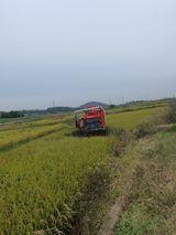 팜모닝 벼·영농일지 게시글 이미지