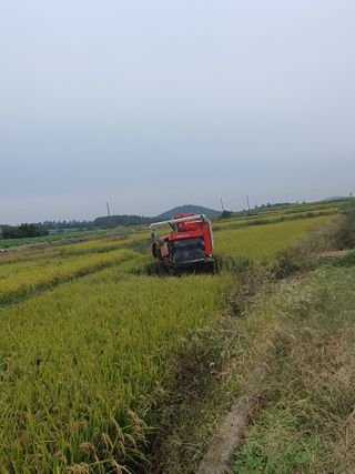 오이8898황산면님의 벼 · 영농일지 작성글 사진