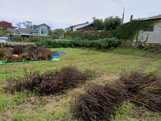 12345우각장당리님의 들깨 · 영농일지 작성글 사진