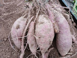 화우농원님의 고구마 · 영농일지 작성글 사진