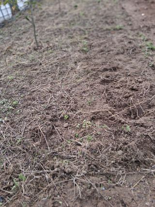 양파15542님의 고구마 · 영농일지 작성글 사진