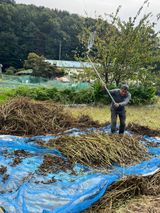 팜모닝 들깨·영농일지 게시글 이미지
