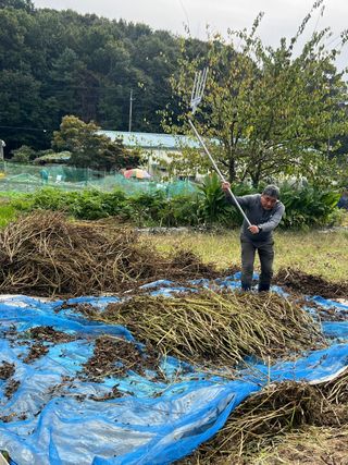 김학수님의 들깨 · 영농일지 작성글 사진
