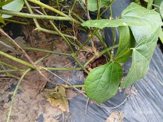 화우농원님의 감자 · 영농일지 작성글 사진