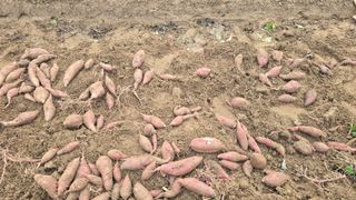 전영순님의 고구마 · 영농일지 작성글 사진