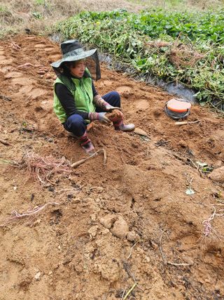 장흥식님의 고구마 · 영농일지 작성글 사진