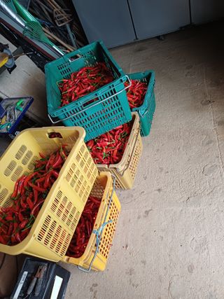 홍순오님의 고추 · 영농일지 작성글 사진