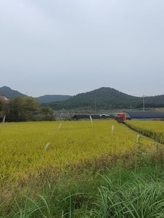 오이8898황산면님의 벼 · 영농일지 작성글 사진