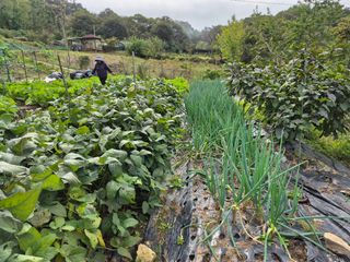 이준영님의 기타작물 · 영농일지 작성글 사진
