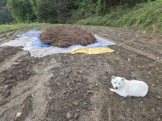 윤자용11대임후회장님의 들깨 · 영농일지 작성글 사진