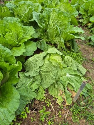 박성균님의 배추 · 영농일지 작성글 사진