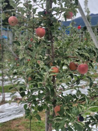 날씨가 흐려 방제가님의 사과 · 영농일지 작성글 사진