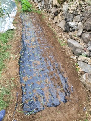 날씨가 흐려 방제가님의 사과 · 영농일지 작성글 사진