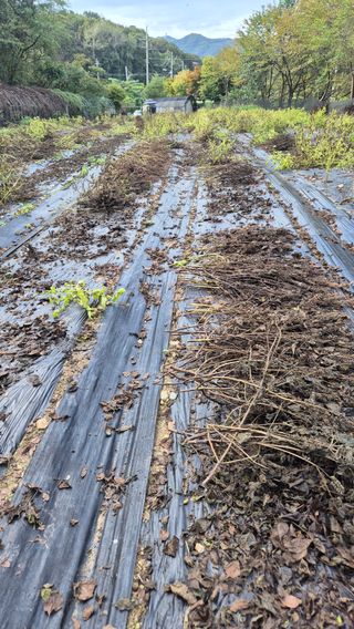 이지은님의 들깨 · 영농일지 작성글 사진