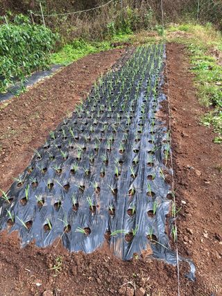 산꼭대기사과밭님의 기타작물 · 영농일지 작성글 사진