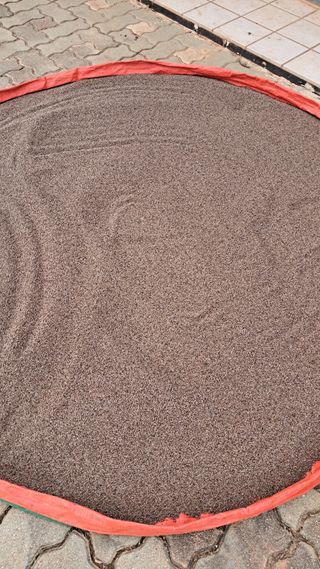 bpjh9173님의 들깨 · 영농일지 작성글 사진