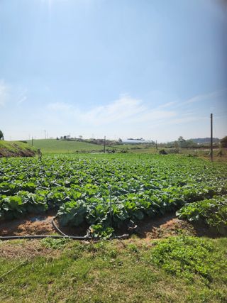 김저팔계님의 배추 · 영농일지 작성글 사진
