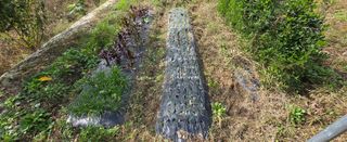 강호지인님의 양파 · 영농일지 작성글 사진