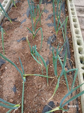 화우농원님의 파 · 영농일지 작성글 사진