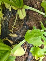 팜모닝 기타작물·영농일지 게시글 이미지