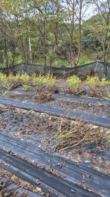 팜모닝 들깨·영농일지 게시글 이미지