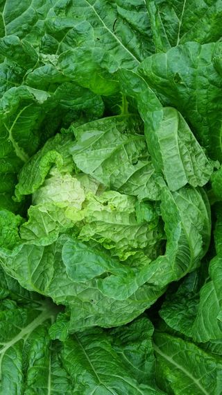 최언봉님의 배추 · 영농일지 작성글 사진