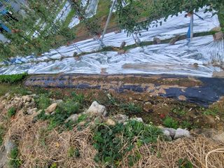 날씨가 흐려 방제가님의 사과 · 영농일지 작성글 사진