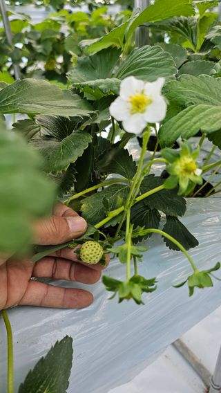 백암제이하우스님의 딸기 · 영농일지 작성글 사진