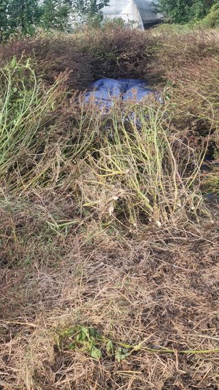 나물로61님의 기타작물 · 영농일지 작성글 사진