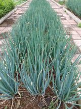 팜모닝 파·영농일지 게시글 이미지