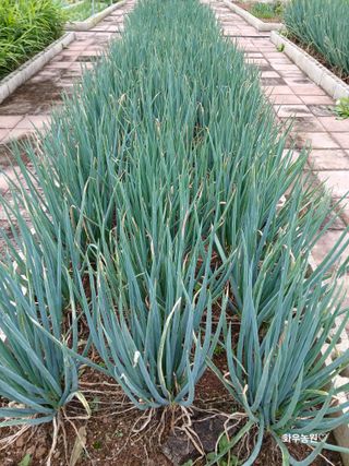 화우농원님의 파 · 영농일지 작성글 사진