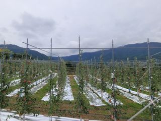 날씨가 흐려 방제가님의 사과 · 영농일지 작성글 사진