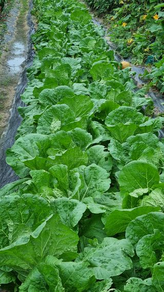 최언봉님의 배추 · 영농일지 작성글 사진