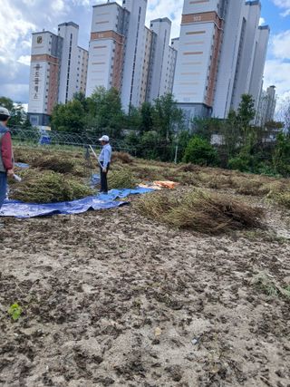 강지현님의 들깨 · 영농일지 작성글 사진