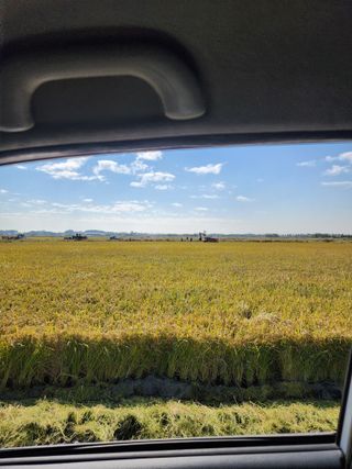 별빛나그네화성님의 벼 · 영농일지 작성글 사진