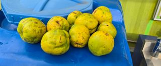 강호지인님의 양파 · 영농일지 작성글 사진