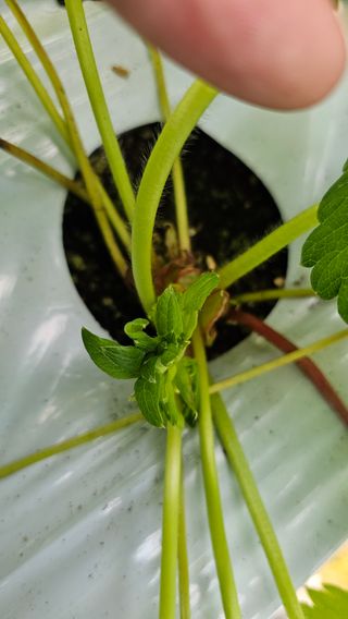 백암제이하우스님의 딸기 · 영농일지 작성글 사진