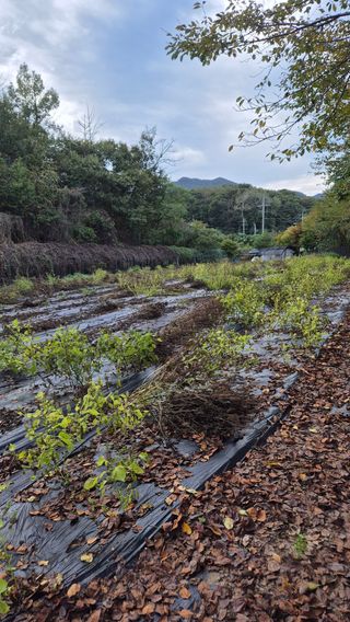 이지은님의 들깨 · 영농일지 작성글 사진