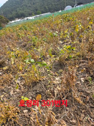 신호진님의 콩 · 영농일지 작성글 사진